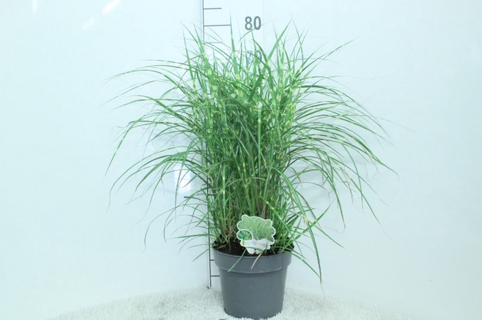 <h4>Miscanthus sin.</h4>