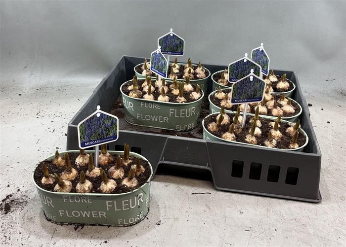 arr8 Arr Muscari In Zinken Bakje