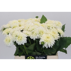 Dahlia White Cap