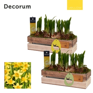Narcis Wooden Box HL11625 [YELLOW]