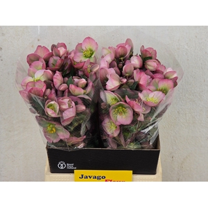 HELL FRK DOROTH DAWN