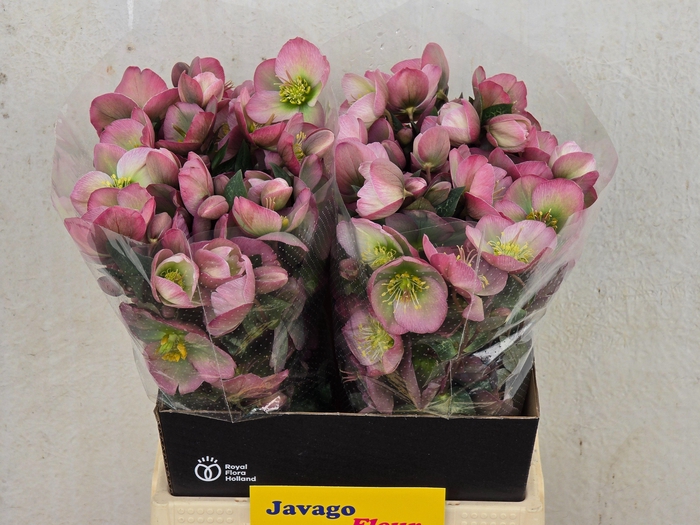 <h4>HELL FRK DOROTH DAWN</h4>