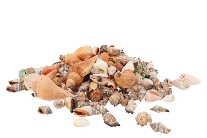 <h4>Schelp Mix Groot 1kg</h4>