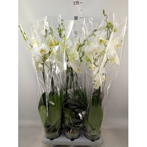 Phalaenopsis   ...white