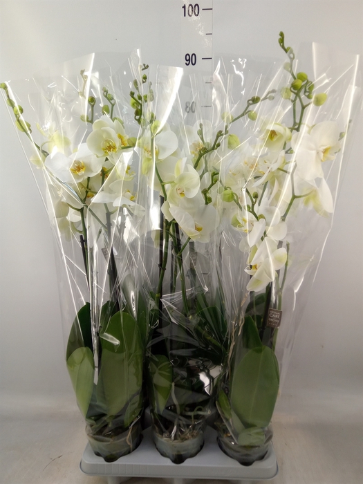 <h4>Phalaenopsis   ...white</h4>