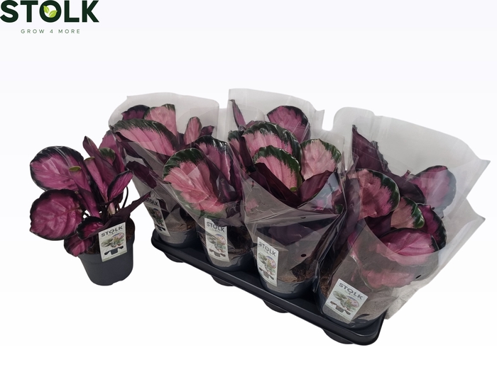 <h4>CALAT RO CRIMSON</h4>