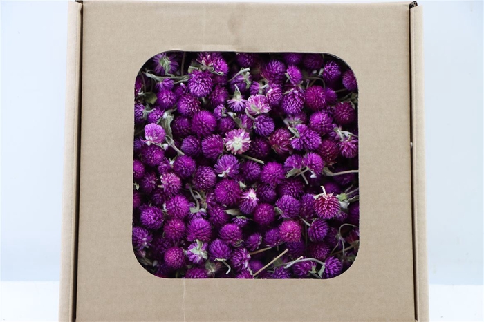 Dried Gomphrena Heads Lilac