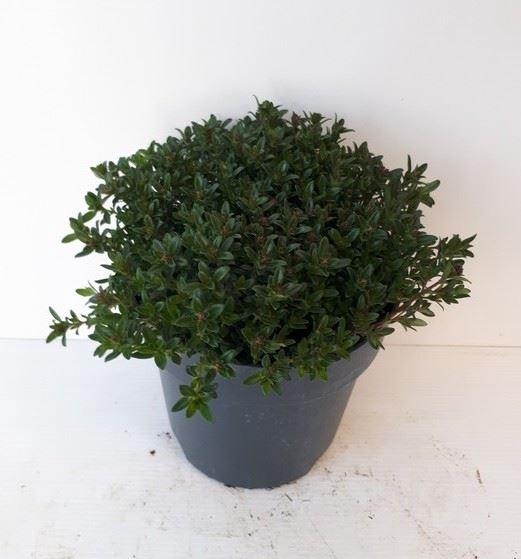 <h4>Satureja montana</h4>