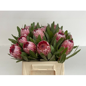 PROTEA PINK ICE