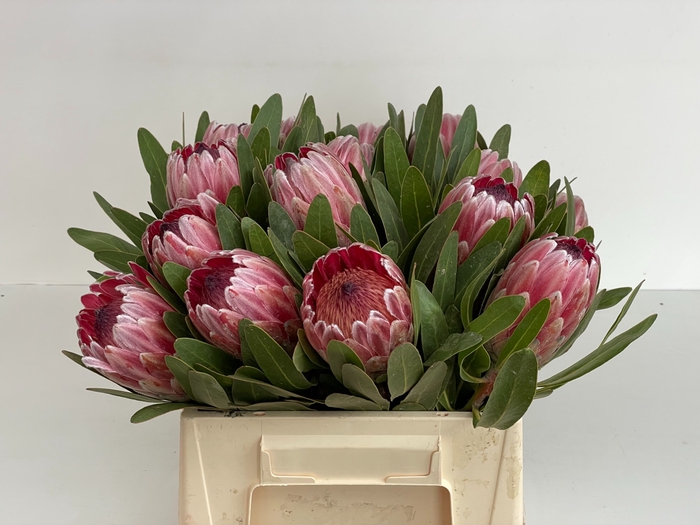 PROTEA PINK ICE