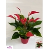 ANTHU BANDEROLA ROJA