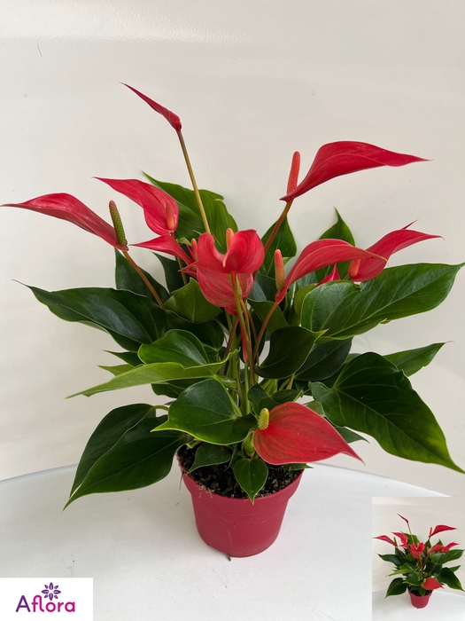 ANTHU BANDEROLA ROJA