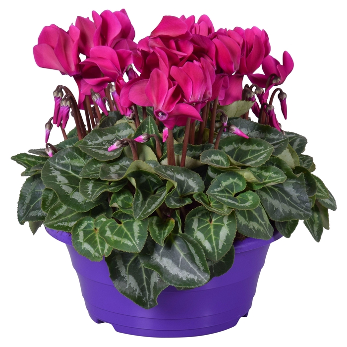 <h4>Cyclamen Ton sur Ton in paarse schaal (3pp)</h4>