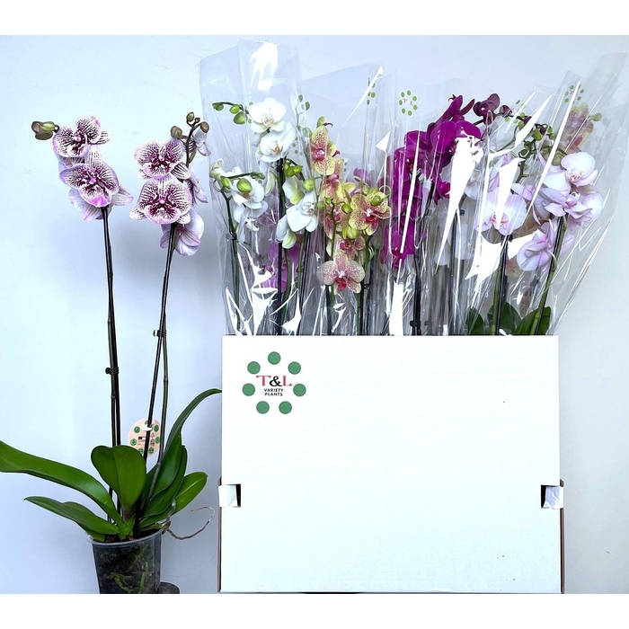 <h4>PHAL GEM 7 KL</h4>