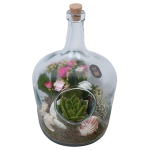 Arr. Planten L%