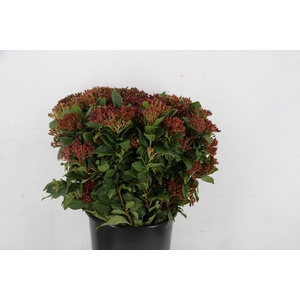 VIBURNUM TINUS BERRY 250GR