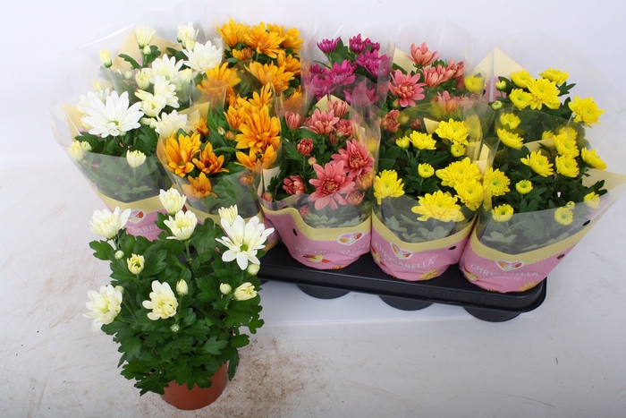 <h4>CHRYS GEM 5 KL</h4>