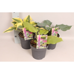 vaste planten 19 cm  Hosta Divers