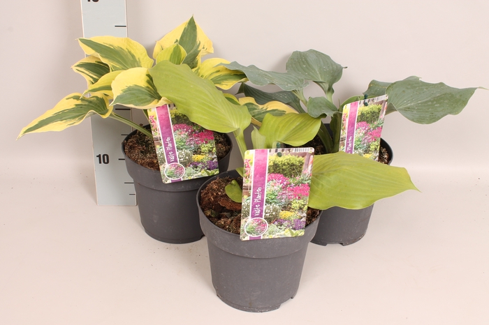<h4>vaste planten 19 cm  Hosta Divers</h4>
