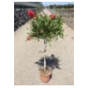Citrus hystrix