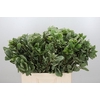 Pittosporum Ilan