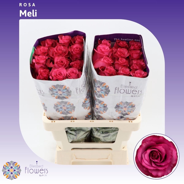 <h4>Rosa gr Meli</h4>