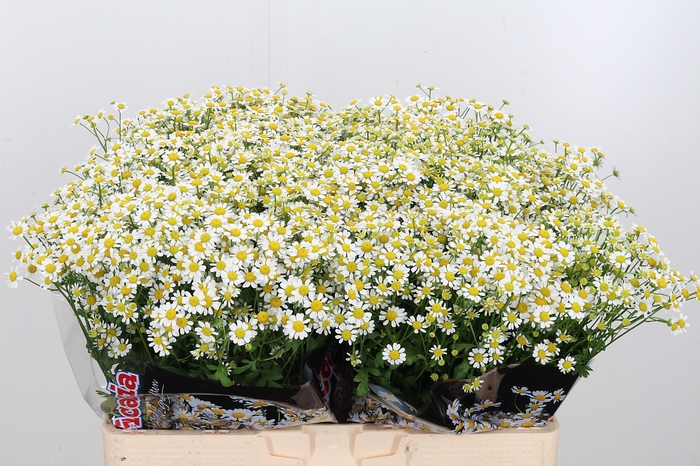 <h4>Tanacetum Pa Single Vegmo</h4>