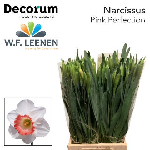 <h4>Narcissus Pink Perfection Small Box 100</h4>