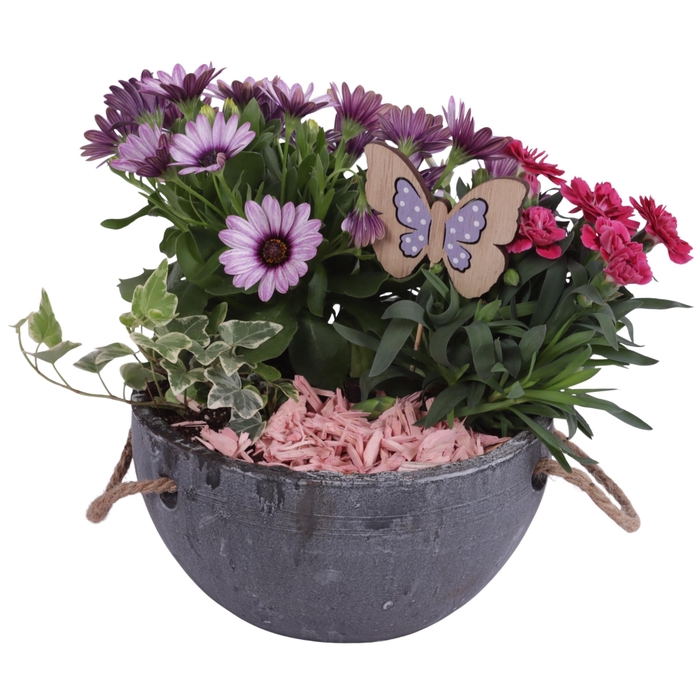 <h4>Spring Flower Arr. Outdoor Ceramic Pot with Rope Handle Ø20cm 3P</h4>