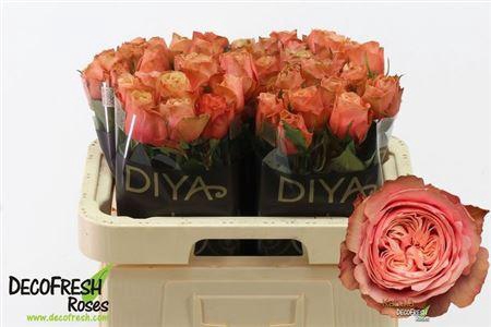 <h4>R Gr Kahala-bb</h4>