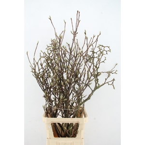 MAGNOLIA GRILLIG 120CM