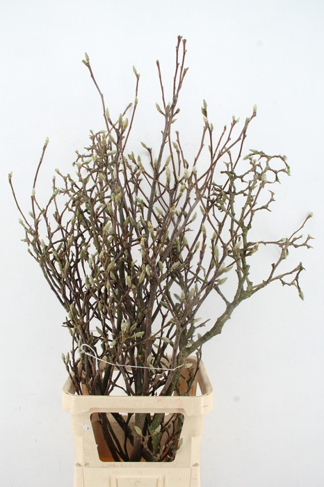 <h4>MAGNOLIA GRILLIG 120CM</h4>