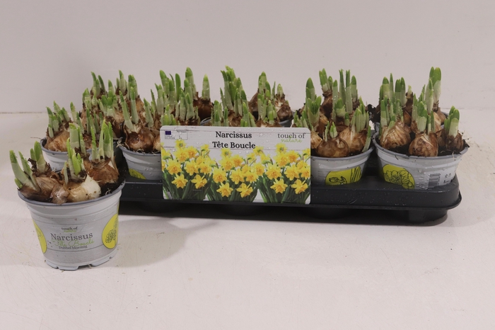 <h4>NARC D TETE BOUCLE</h4>