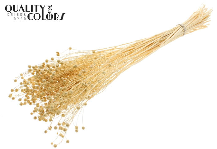 <h4>Lino Vlas per bunch in poly Bleached</h4>