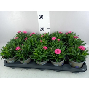Dianthus  'Oscar Neon Pink'