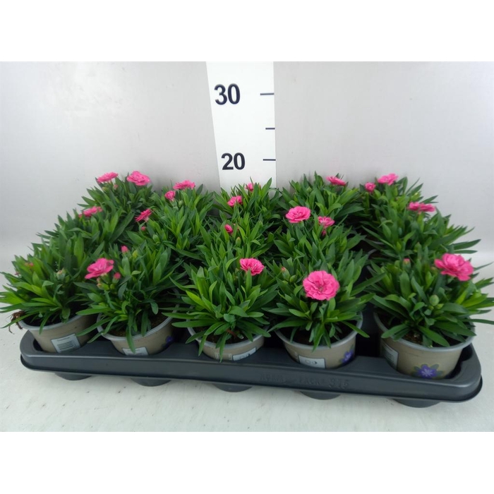 <h4>Dianthus  'Oscar Neon Pink'</h4>