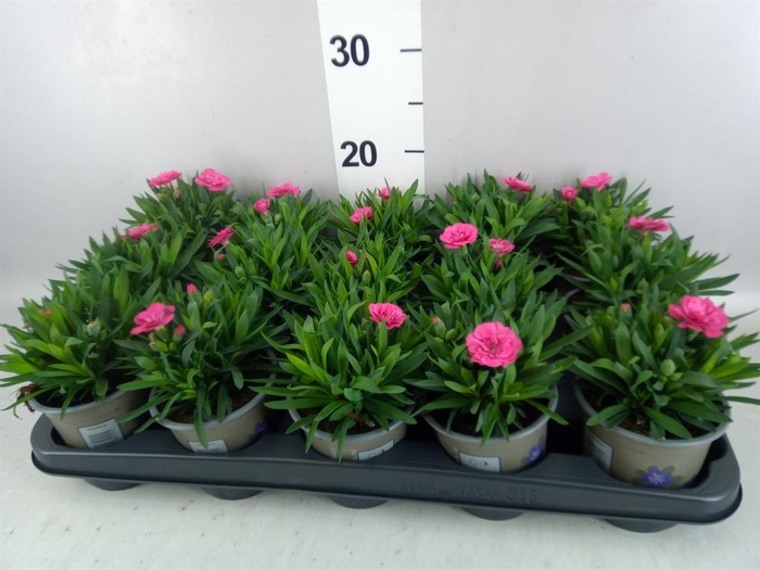 Dianthus  'Oscar Neon Pink'