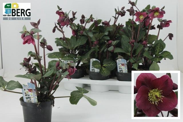 <h4>HELL FRK ANNAS RED</h4>