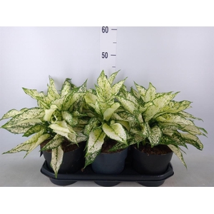 Aglaonema  'White Kiwi'