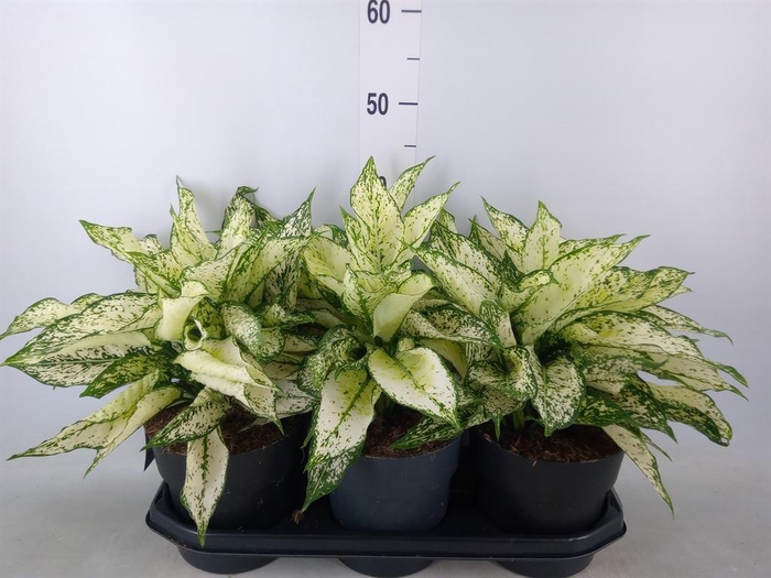 <h4>Aglaonema 'White Kiwi'</h4>