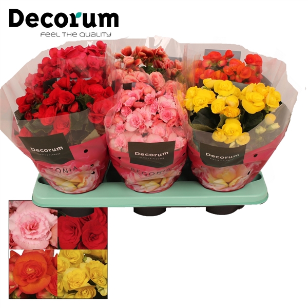 <h4>Begonia Eliator cc tray(5 kleuren)</h4>