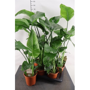 Strelitzia 17 Cm. P. Nicolai 80 Cm. Hoog