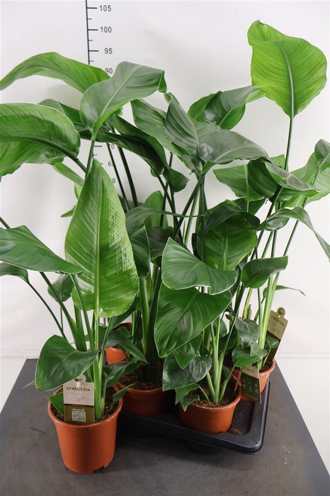 <h4>Strelitzia 17 Cm. P. Nicolai 80 Cm. Hoog</h4>
