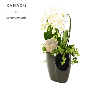 Xanadu Oslo