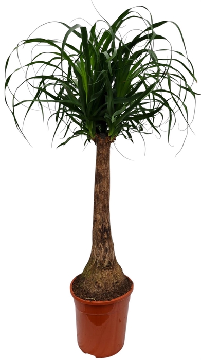 <h4>Beaucarnea recurvata</h4>