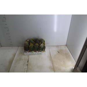 CACTUS ENXERTADO P07