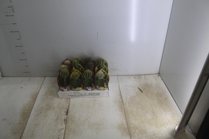 <h4>CACTUS ENXERTADO P07</h4>