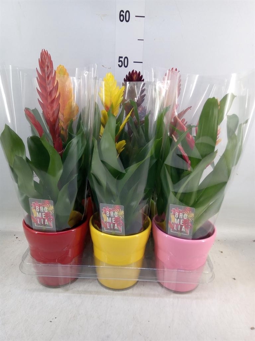 <h4>Vriesea ...mix 6</h4>