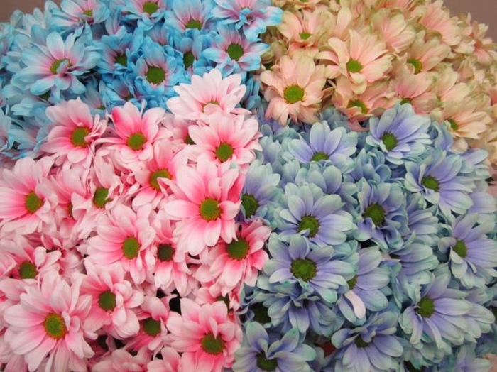 <h4>Chr T Bacardi Mix 2 Kleurig</h4>