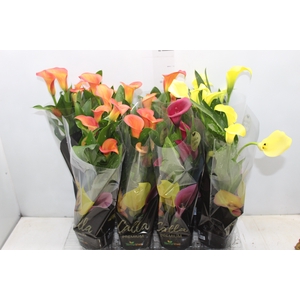 CALLA COLORIDA P14 PREMIUM